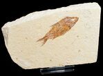 Dark Armigatus Fossil Fish - Lebanon #11496-1